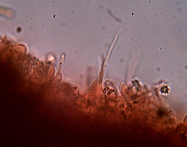 Funghi da dieci centesimi